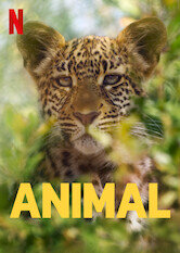 Animal