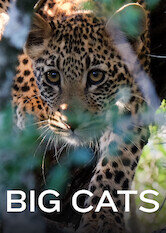 Big Cats