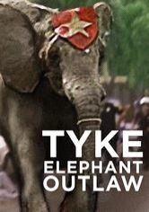 Tyke Elephant Outlaw